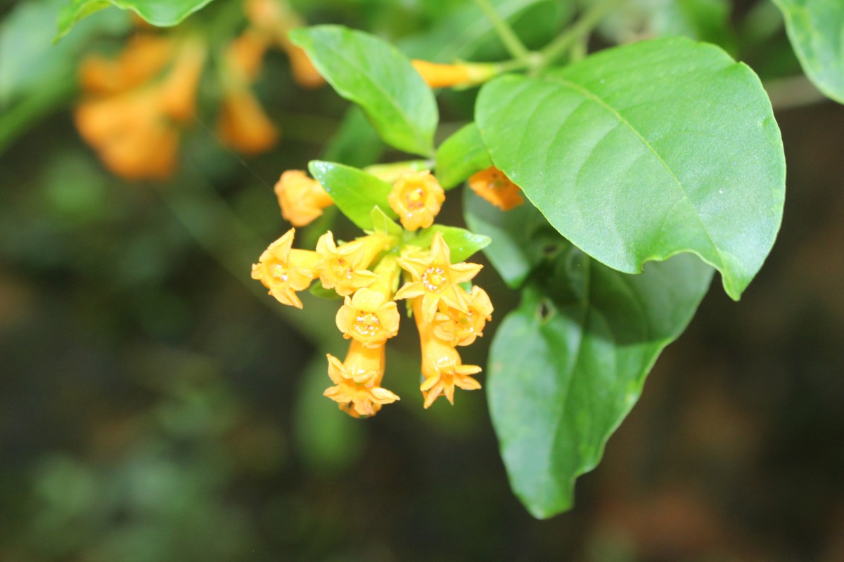 Cestrum aurantiacum Lindl.